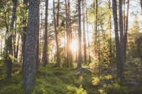L’ordinamento forestale: prospettive di tutela e gestione sostenibile