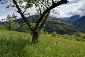 Il concorso fotografico Baumgart: tutti alla scoperta dei frutteti tradizionali dell’Alto Adige